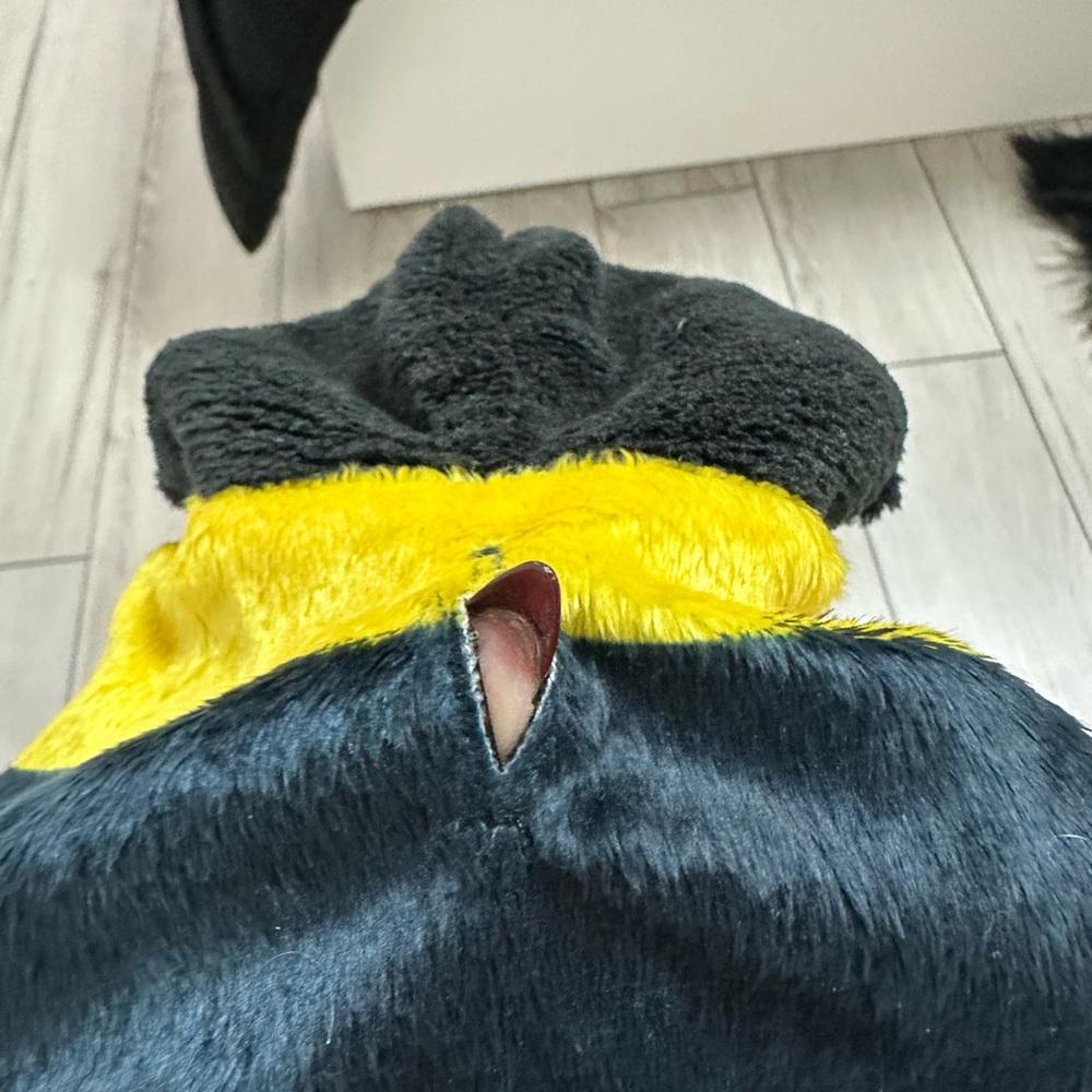 Halloween Bumblebee Costume - Dog XS - Picture 7 of 12